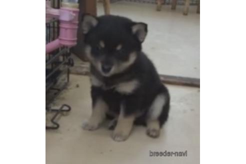 成約済の佐賀県のミックス犬-237778の5枚目